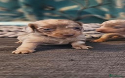 Dachshund dogs for sale: Dachshund  - Image 2