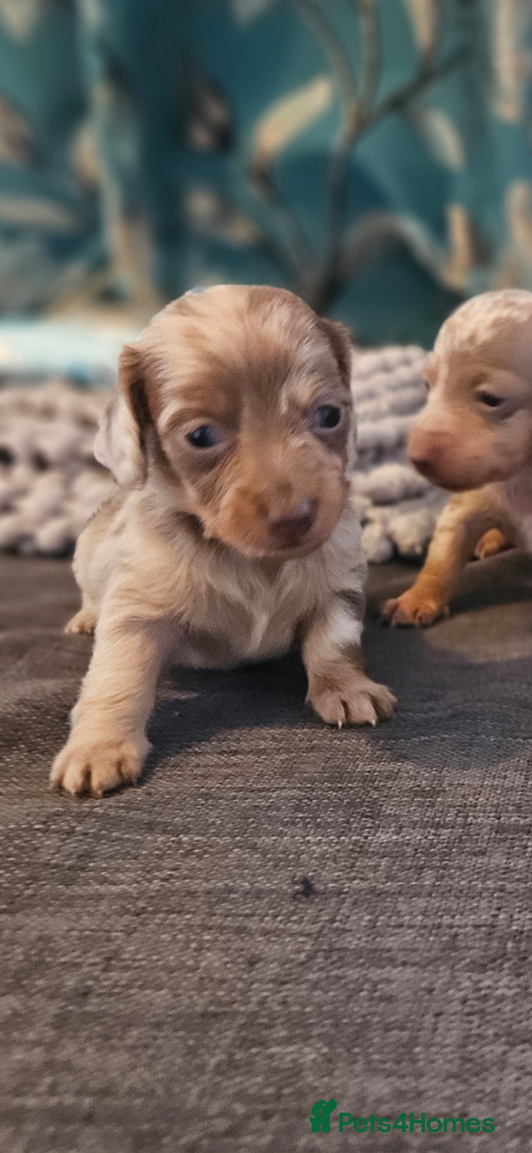 Dachshund dogs for sale: Dachshund  - Image 2