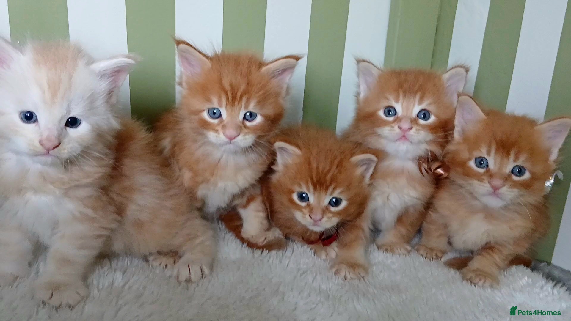 Maine Coon cats Sweet and Beautiful Pure Breed Maine Coon Kittens - Advert 9