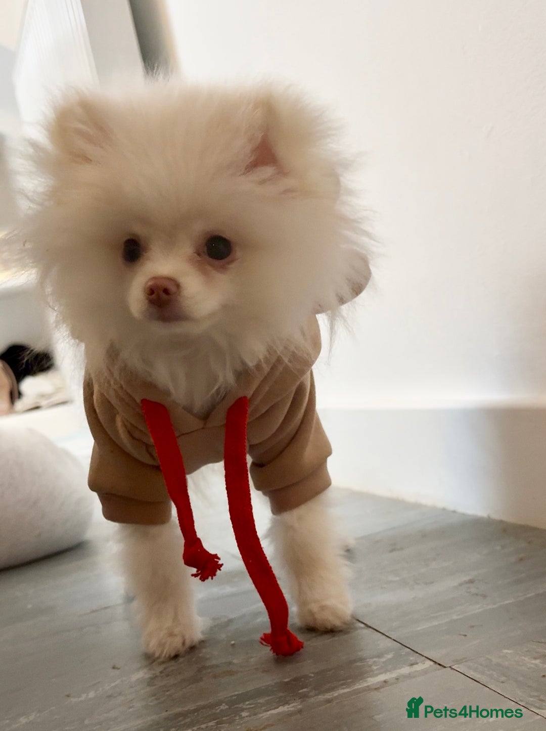 Pomeranian dogs for sale: Pomeranian puppy male - Advert 9