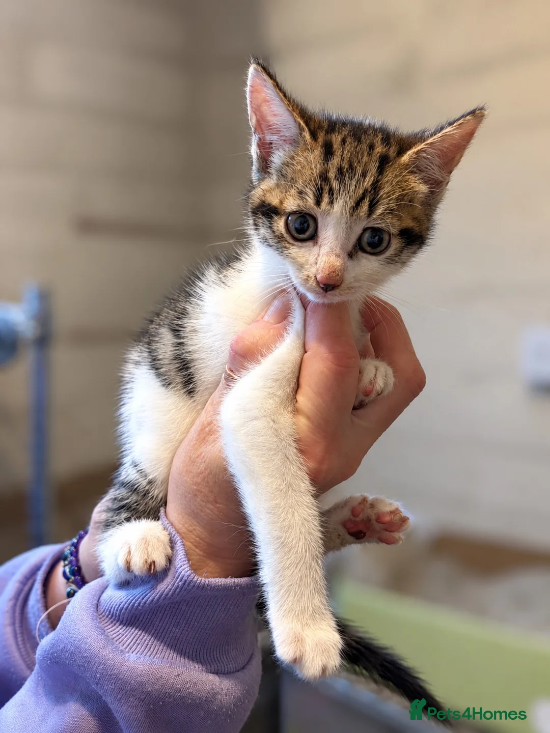 Domestic Shorthair cats for sale: 4 kittens for sale in Denbigh - Advert 5