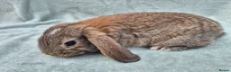 Mini Lop rabbits for sale: Gorgeous mini lops ready next week  - Advert 18