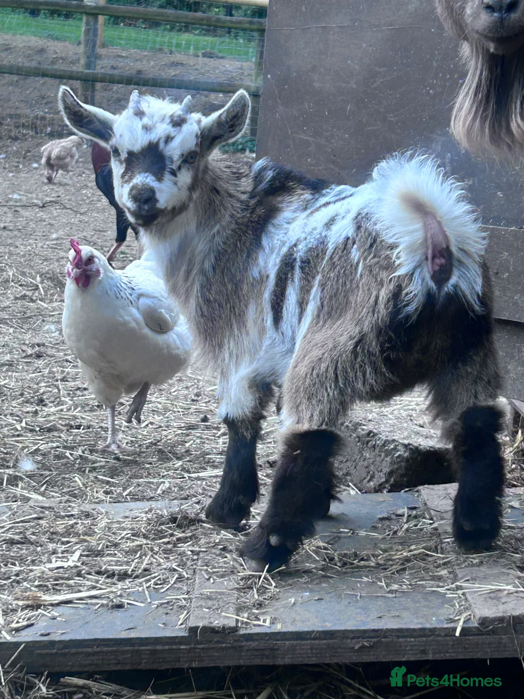 Goats livestock for sale: Pygmy goat  - Advert 2