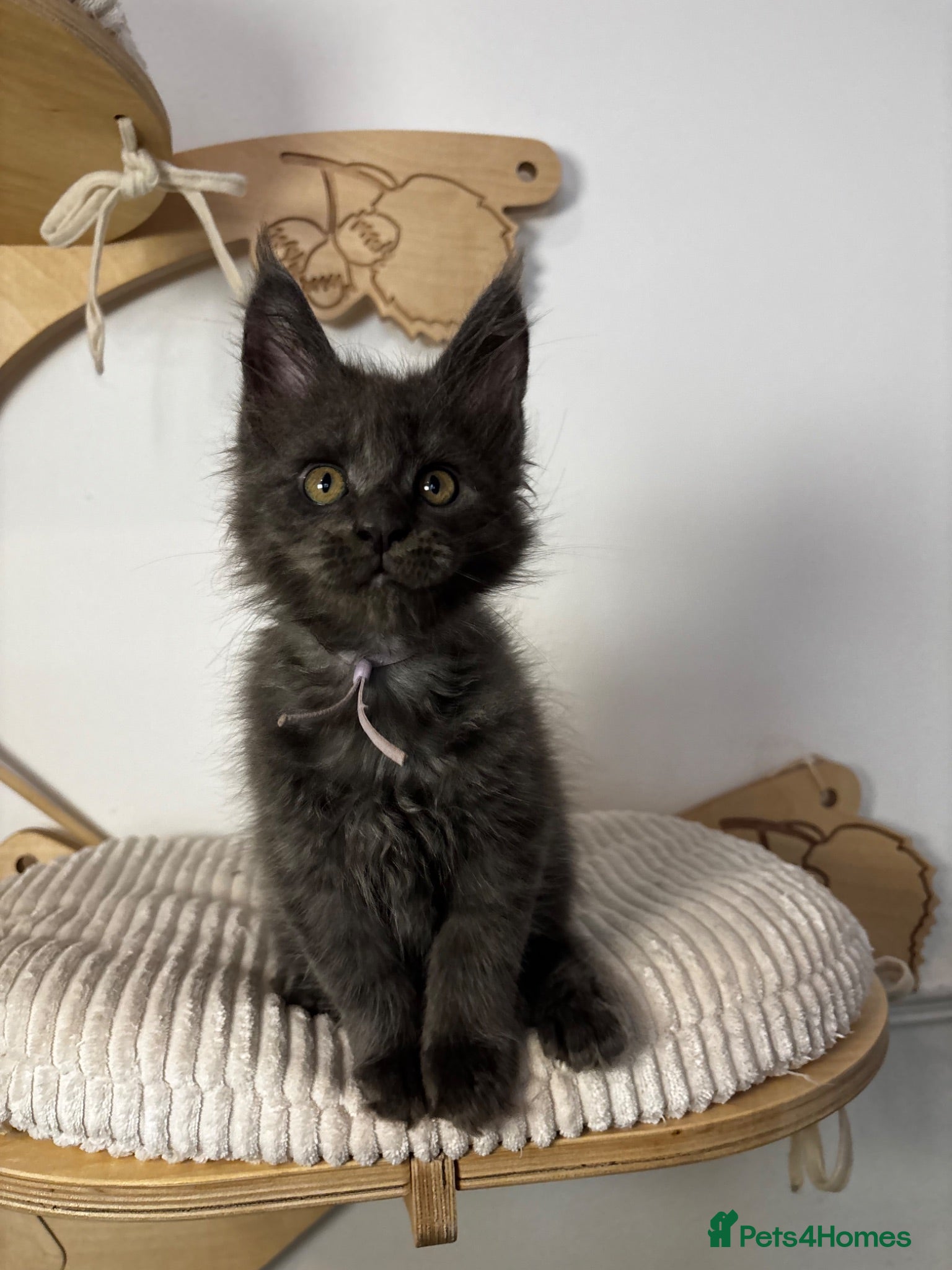 Maine Coon cats 3 Adorable female maine coon kittens  - Advert 1