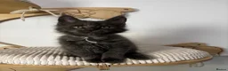 Maine Coon cats for sale: 3 Adorable female maine coon kittens  - Advert 1