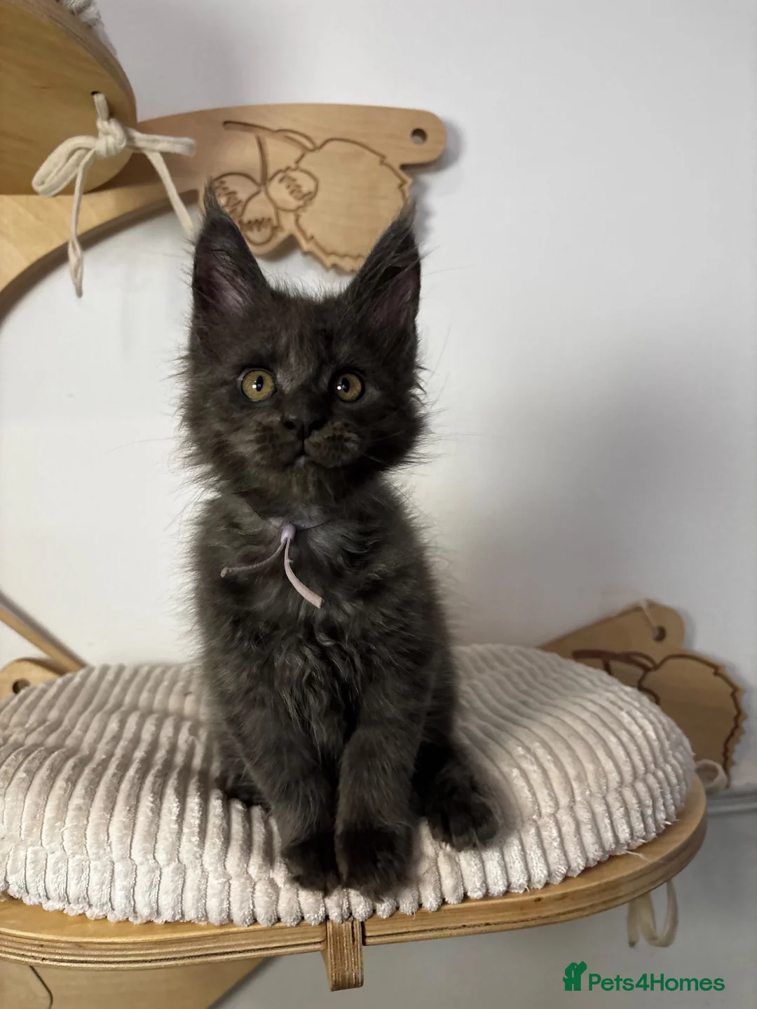 Maine Coon cats for sale: 3 Adorable female maine coon kittens  - Advert 1