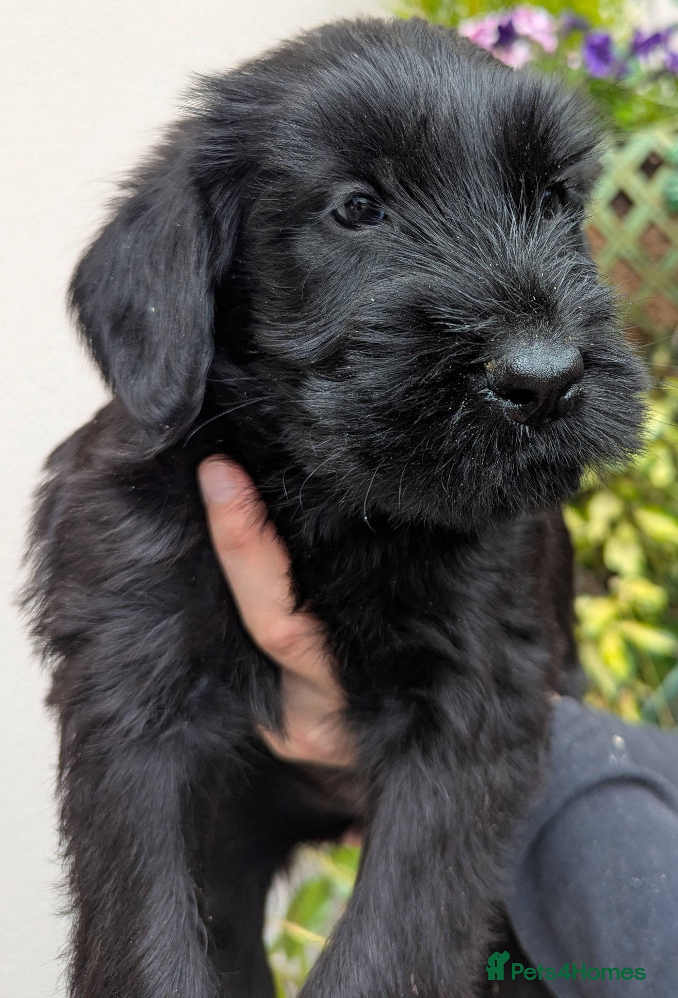 Giant Schnauzer dogs Hi,my names' Elka!!!! - Advert 2