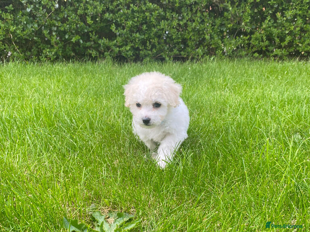 Bichon Frise Puppy 3