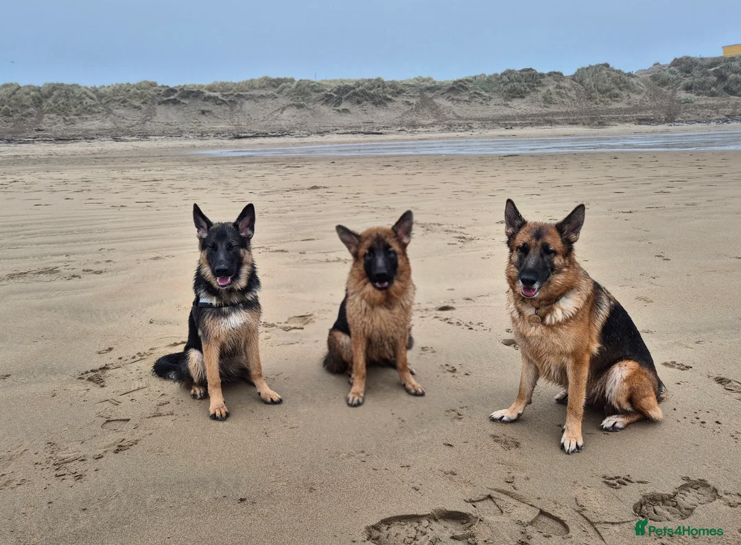 German Shepherd dogs for sale: 7 month old female German shepherd  - Advert 3