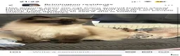 Ragdoll cats for sale: 2 year old female ragdoll in Chesterfield - Advert 3