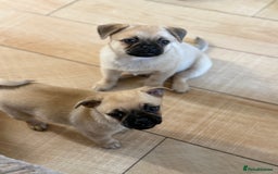 Pomeranian dogs for sale: Pug x Pomeranian mixed breed Puppies  - Advert 7