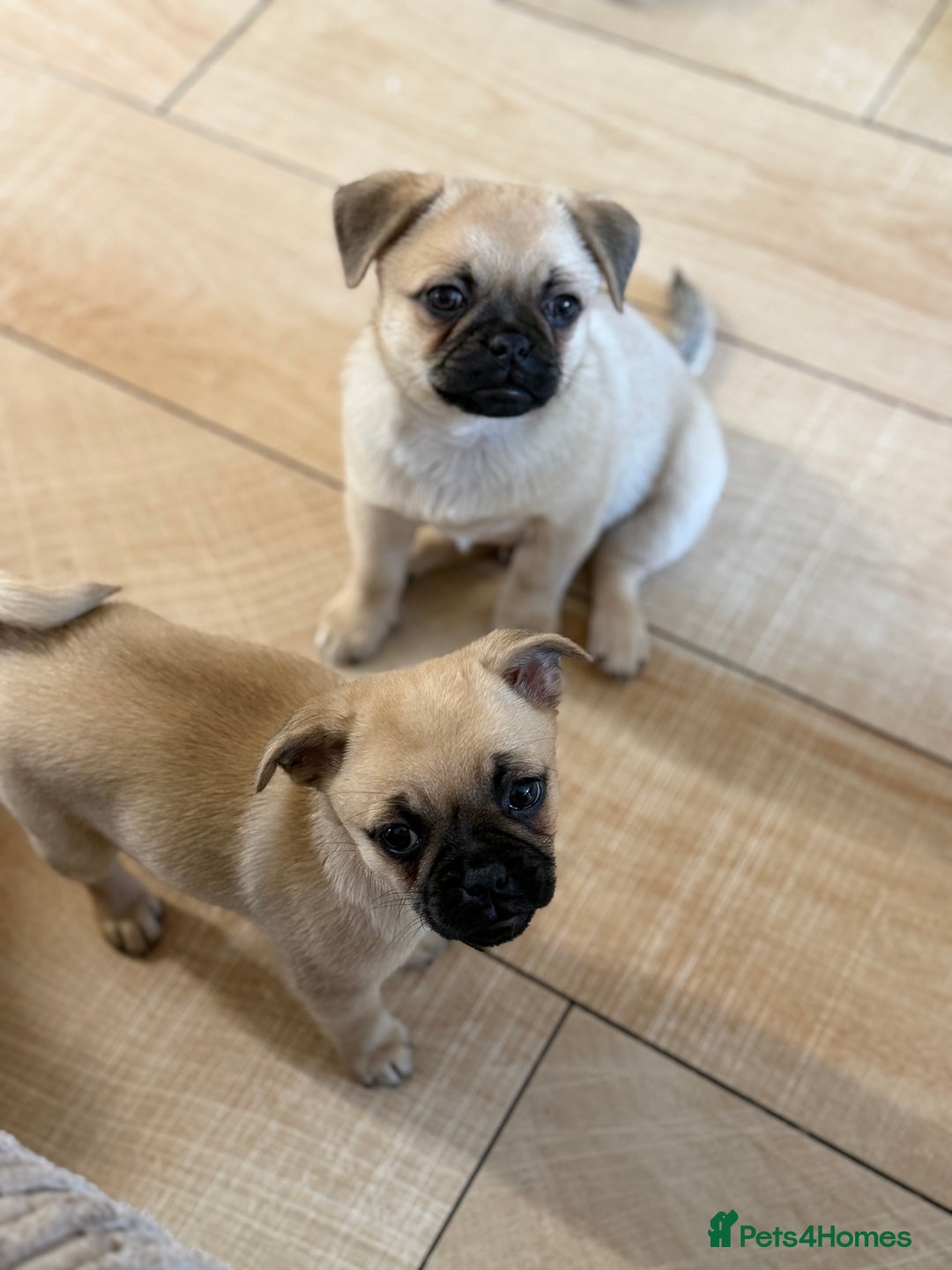 Pomeranian dogs for sale: Pug x Pomeranian mixed breed Puppies  - Advert 7