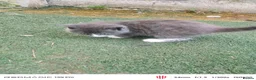 Russian Blue cats for sale: Russian blue kitten  - Advert 3