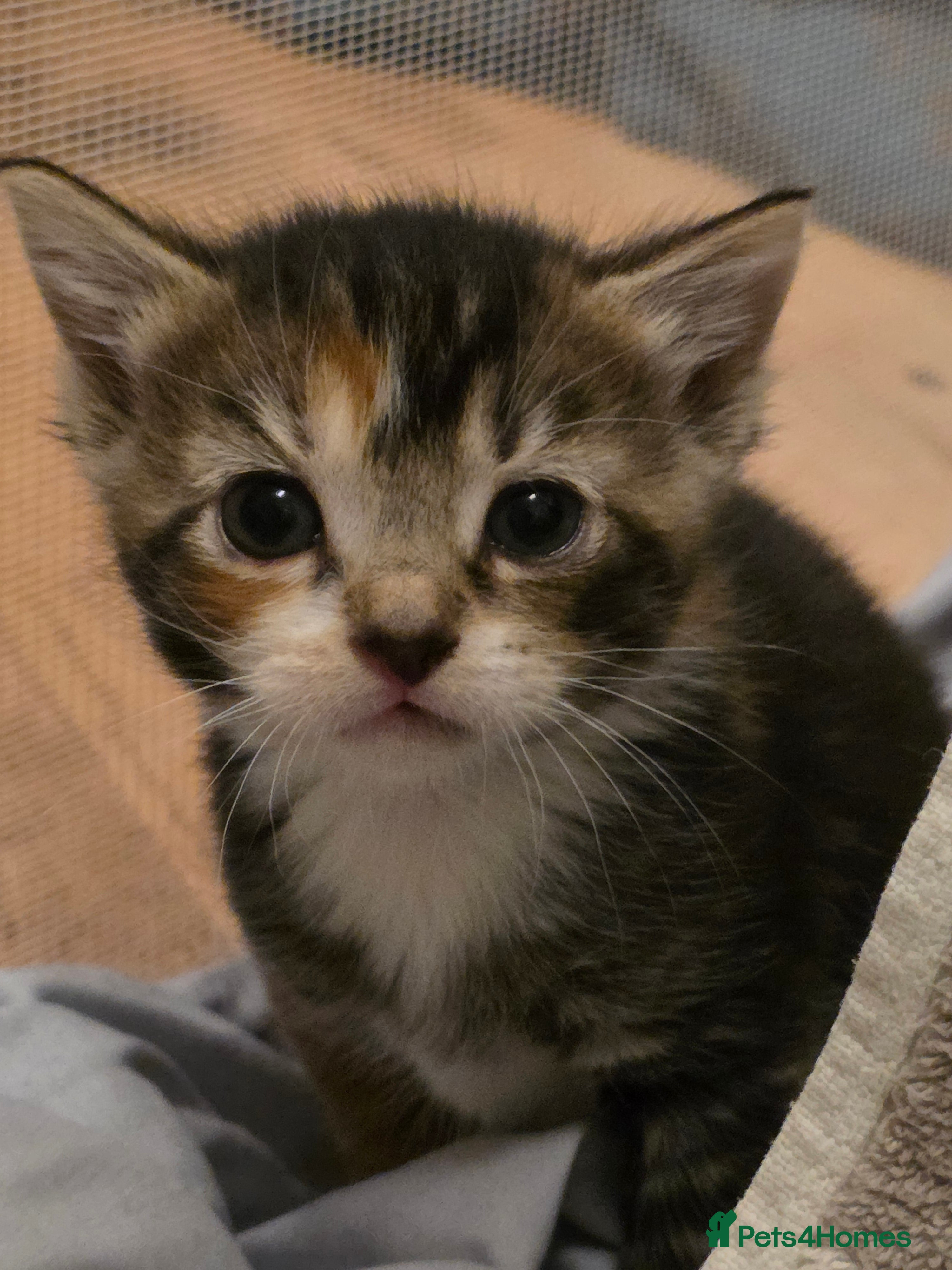 Mixed Breed cats Torbie/calico kittens - Advert 1