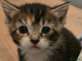 Mixed Breed cats Torbie/calico kittens - Advert 1