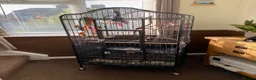Conures birds for sale: Patagonian conure  in High Wycombe - Advert 2