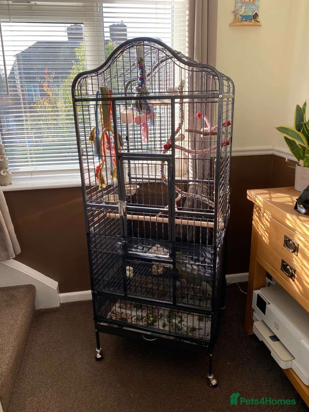 Conures birds for sale: Patagonian conure  in High Wycombe - Advert 2