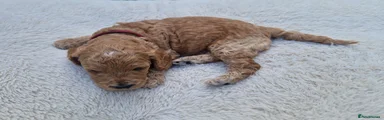 Cockapoo 3