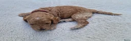 Cockapoo dogs for sale: Cockapoo Puppies Looking for Their Forever Homes in Reading - Advert 10