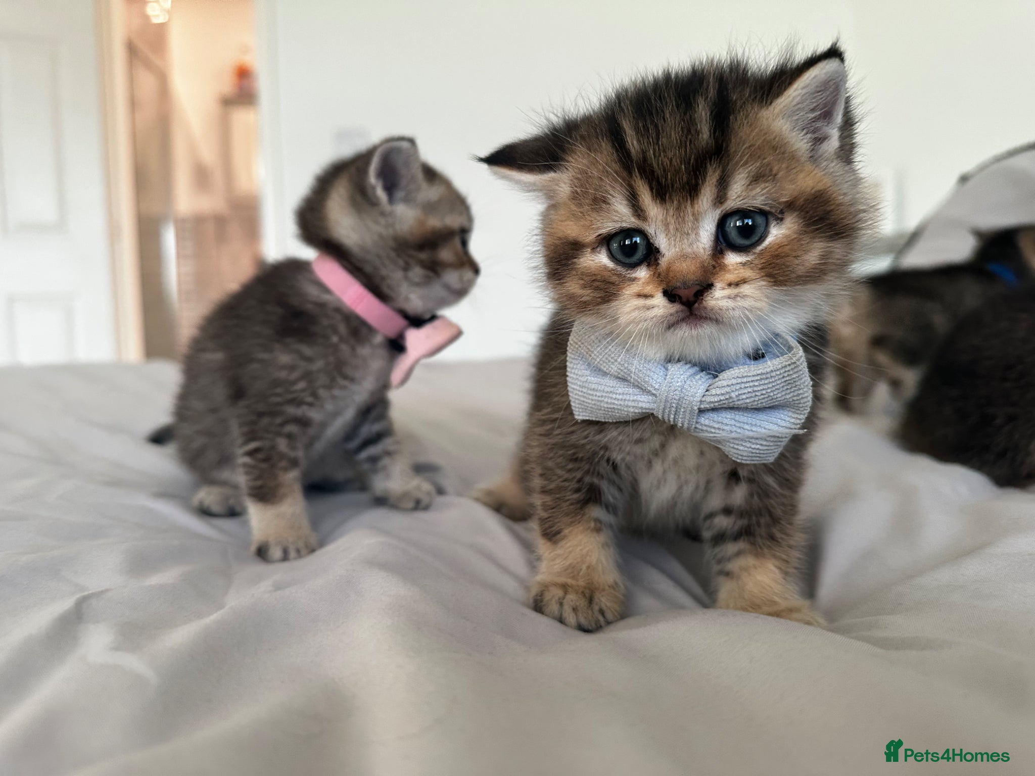 British Shorthair cats Golden BSH Kittens  GCCF Registered - Chunky bear  - Advert 1