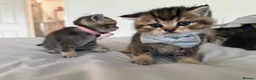 British Shorthair cats for sale: Golden BSH Kittens  GCCF Registered - Chunky bear  - Advert 1