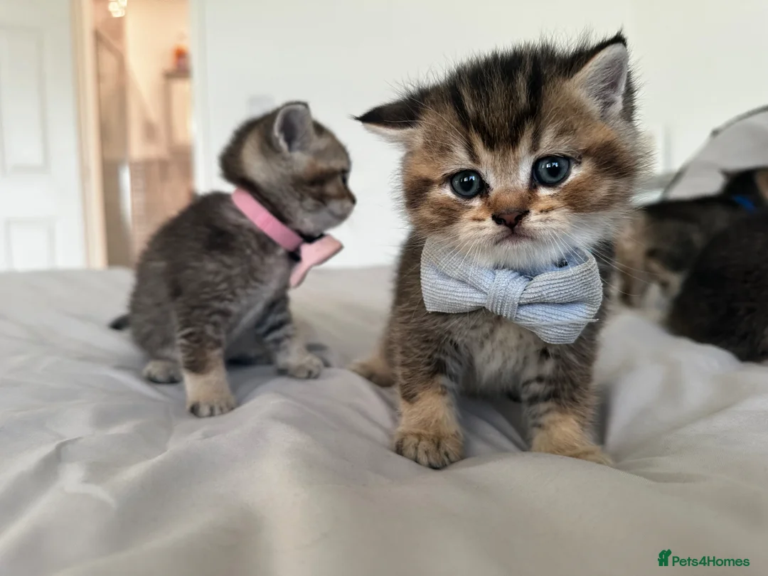British Shorthair cats for sale: Golden BSH Kittens  GCCF Registered - Chunky bear  - Advert 1