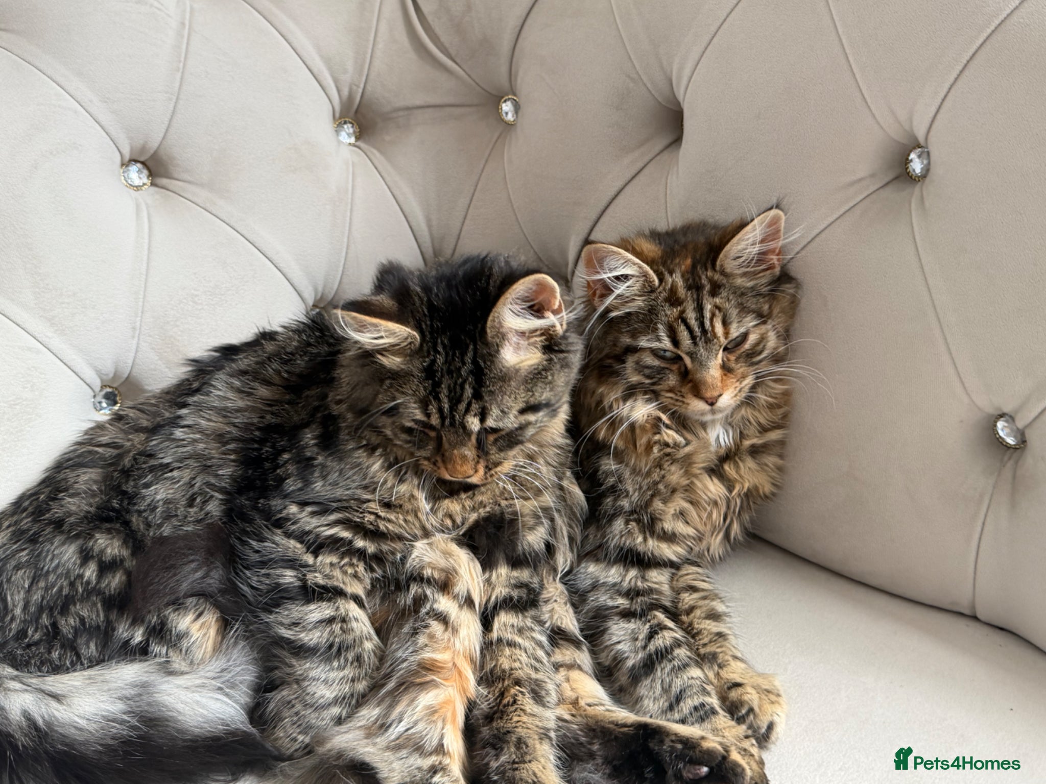 Mixed Breed cats 2 mixed cats and 1 maincoon - Advert 1