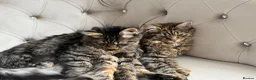Mixed Breed cats for sale: 2 mixed cats and 1 maincoon - Advert 1