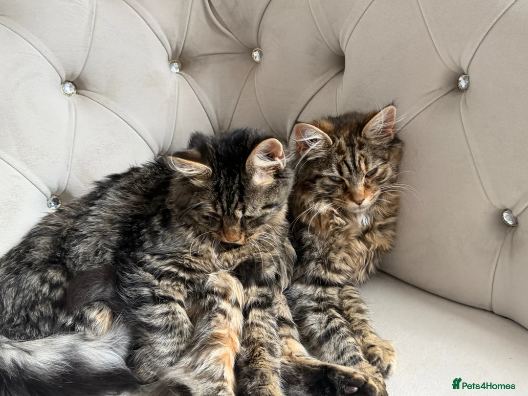 Mixed Breed cats for sale: 2 mixed cats and 1 maincoon - Advert 1