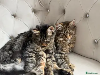 Mixed Breed cats 2 mixed cats and 1 maincoon - Advert 6