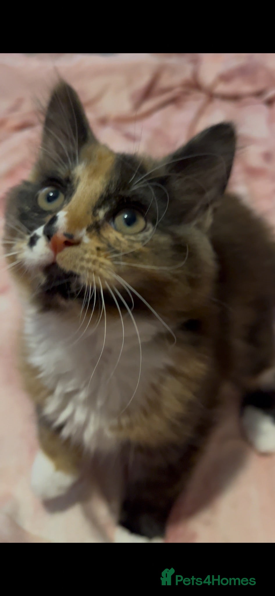 Mixed Breed cats Friendly, playful female kitten - Advert 18