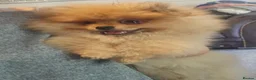 Pomeranian dogs for sale:  Pomeranian Teddy Face Russian  - Advert 5