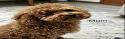 Toy Poodle dogs for sale: Toy poodle x Asian toy poodle  in London - Advert 1