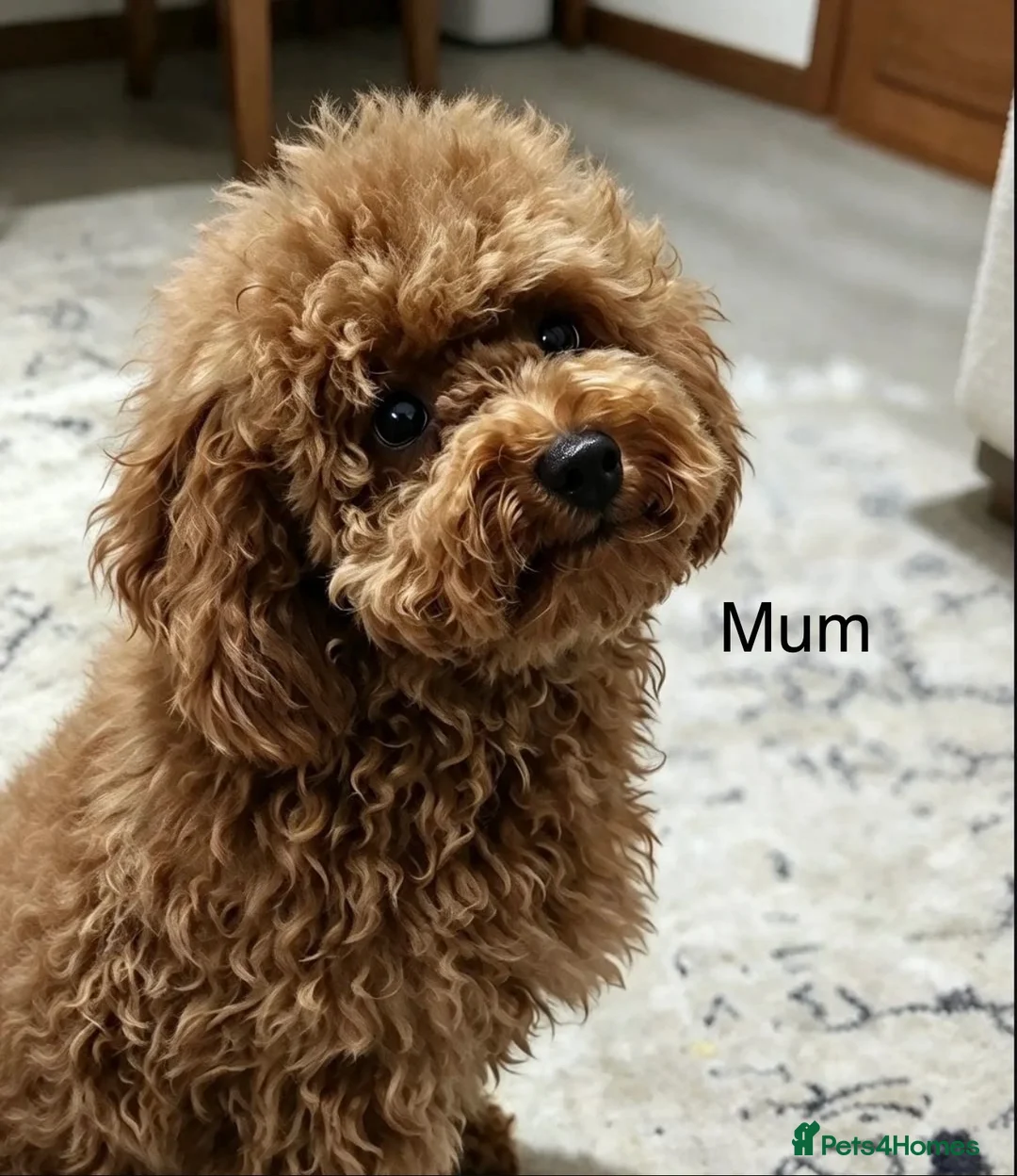 Toy Poodle dogs for sale: Toy poodle x Asian toy poodle  in London - Advert 1