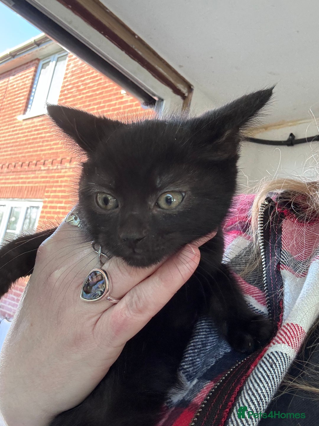 Bengal cats for sale: 12 mixed kittens - Advert 11