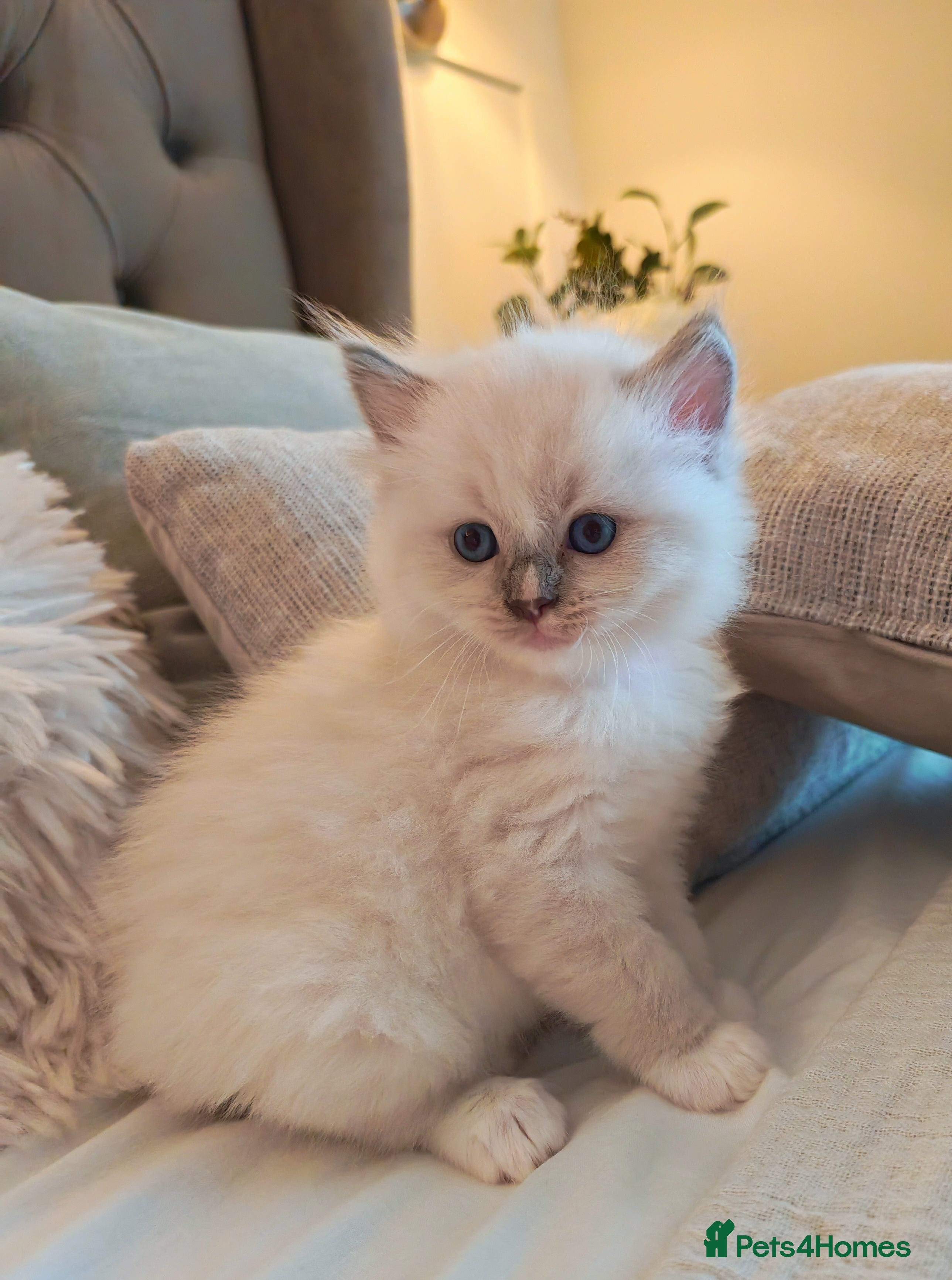 Ragdoll cats Beautiful Purebred Ragdoll Star-Quality Kittens - Advert 12