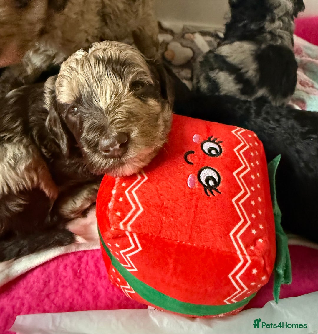 Cockapoo dogs for sale: Stunning Merle cockapoos - Image 16