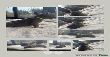 French Bulldog dogs - Advert 11