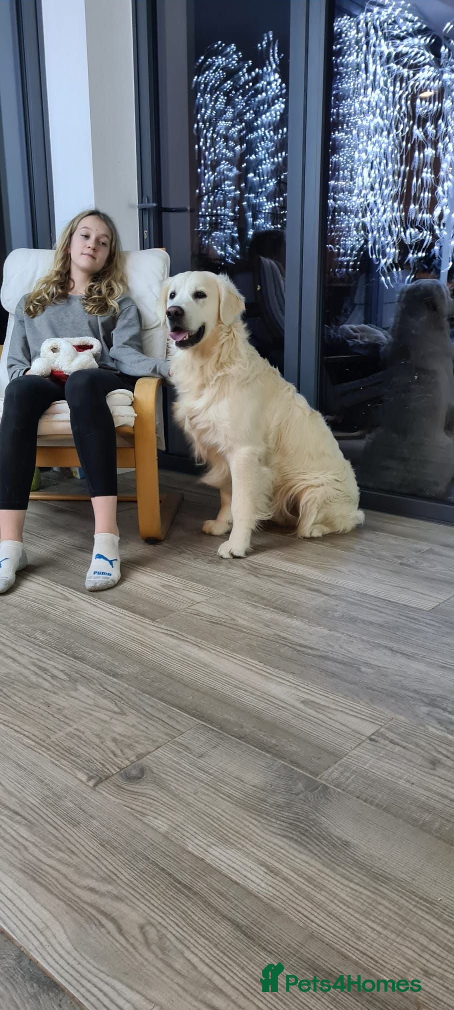 Golden Retriever dogs Gorgeous KC registered puppies for sale - Advert 2