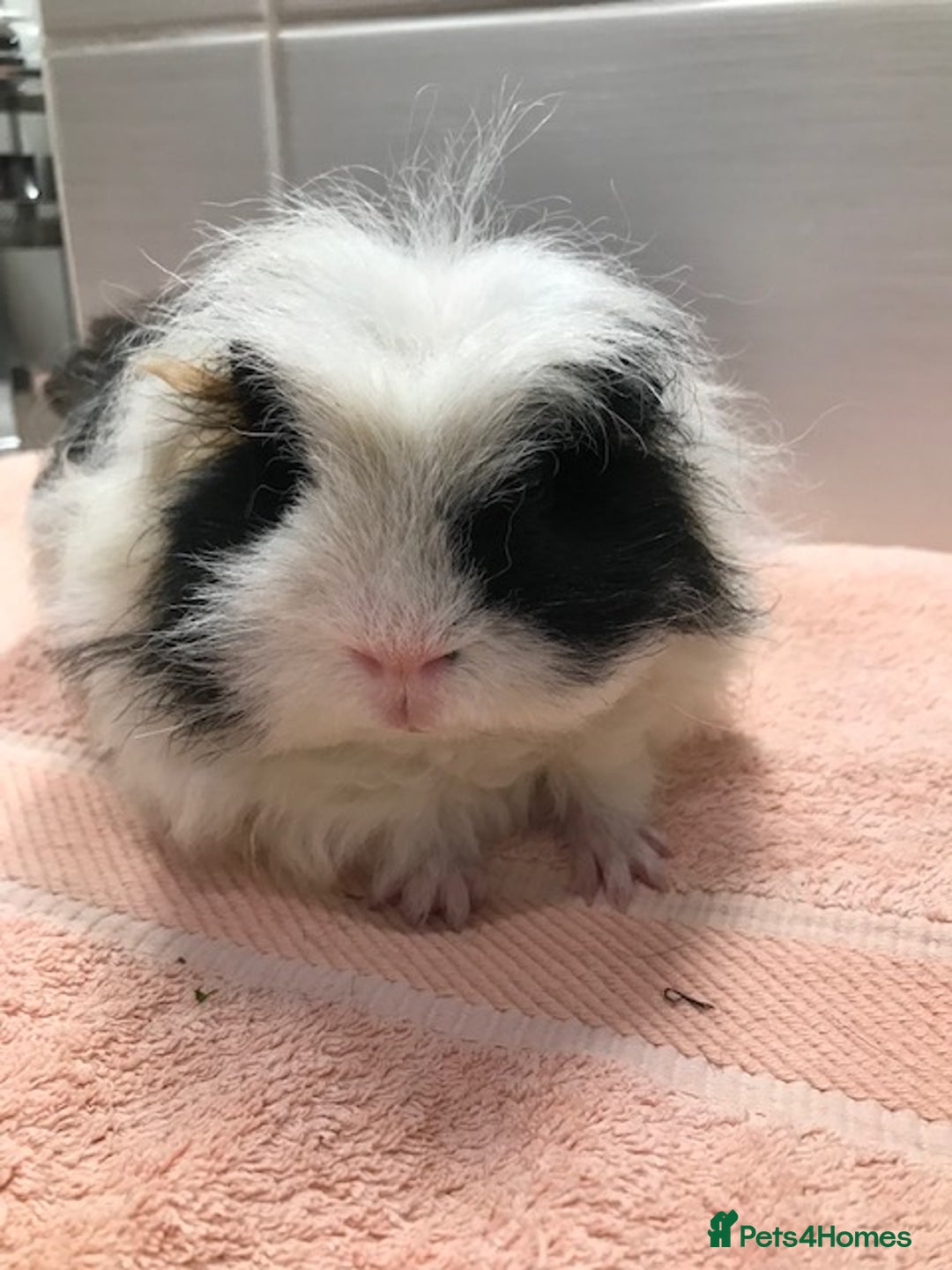 Guinea Pig rodents for sale: Beautiful Pigs - Boars, Sows, Pairs and Single - Advert 12