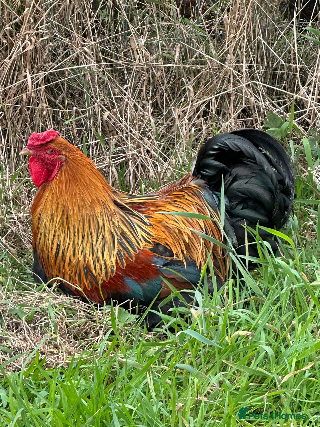 Chickens poultry for sale: Jersey Giant & Brahma Cocks - Image 2
