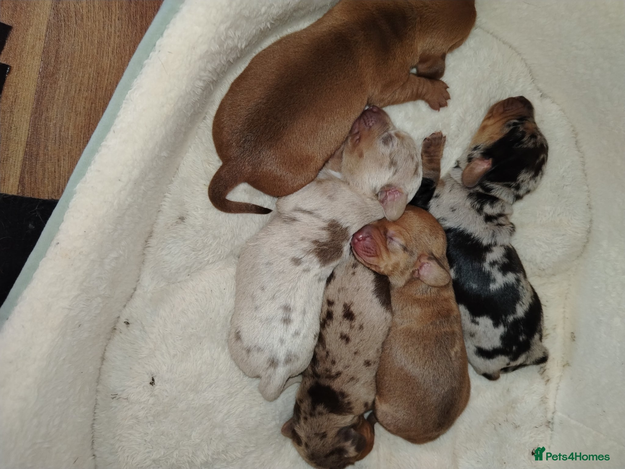 Dachshund dogs Miniture /dapple dashound puppys - Advert 5