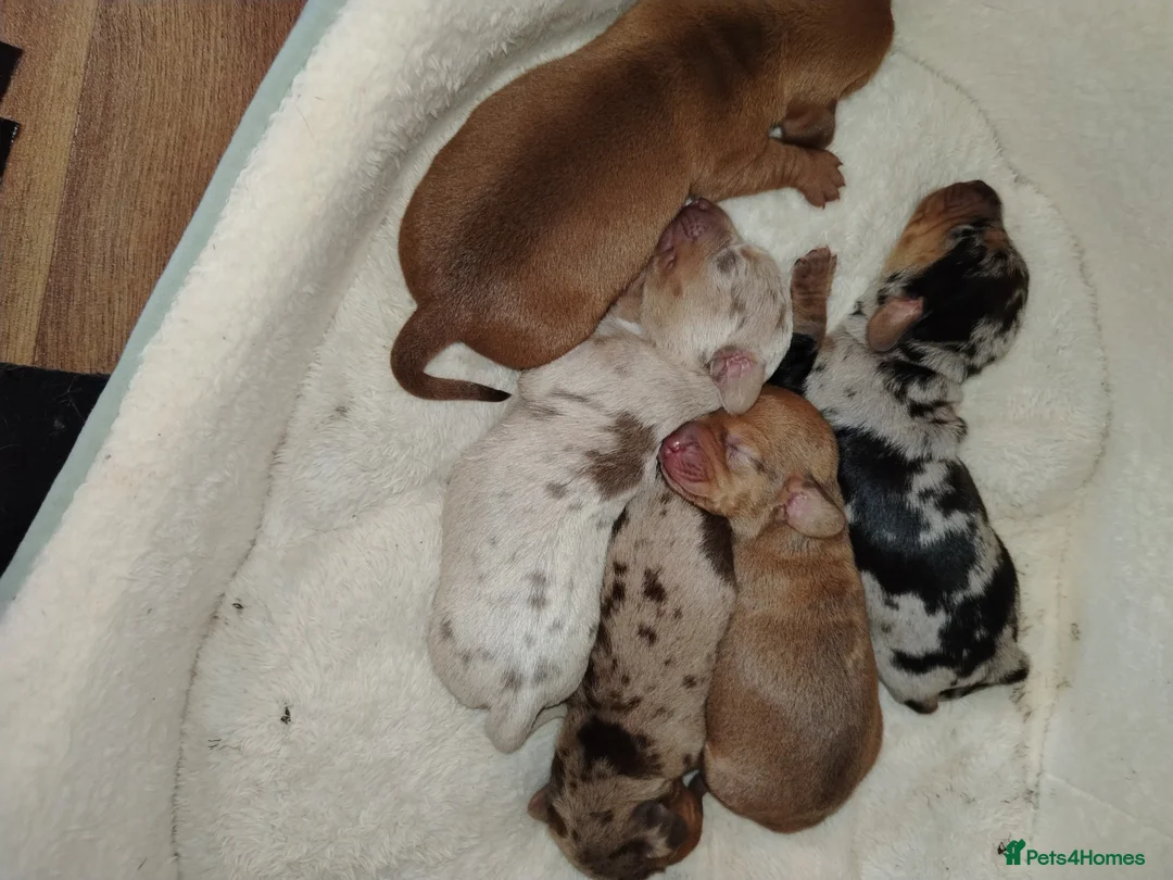 Dachshund dogs for sale: Miniture /dapple dashound puppys in Batley - Advert 1