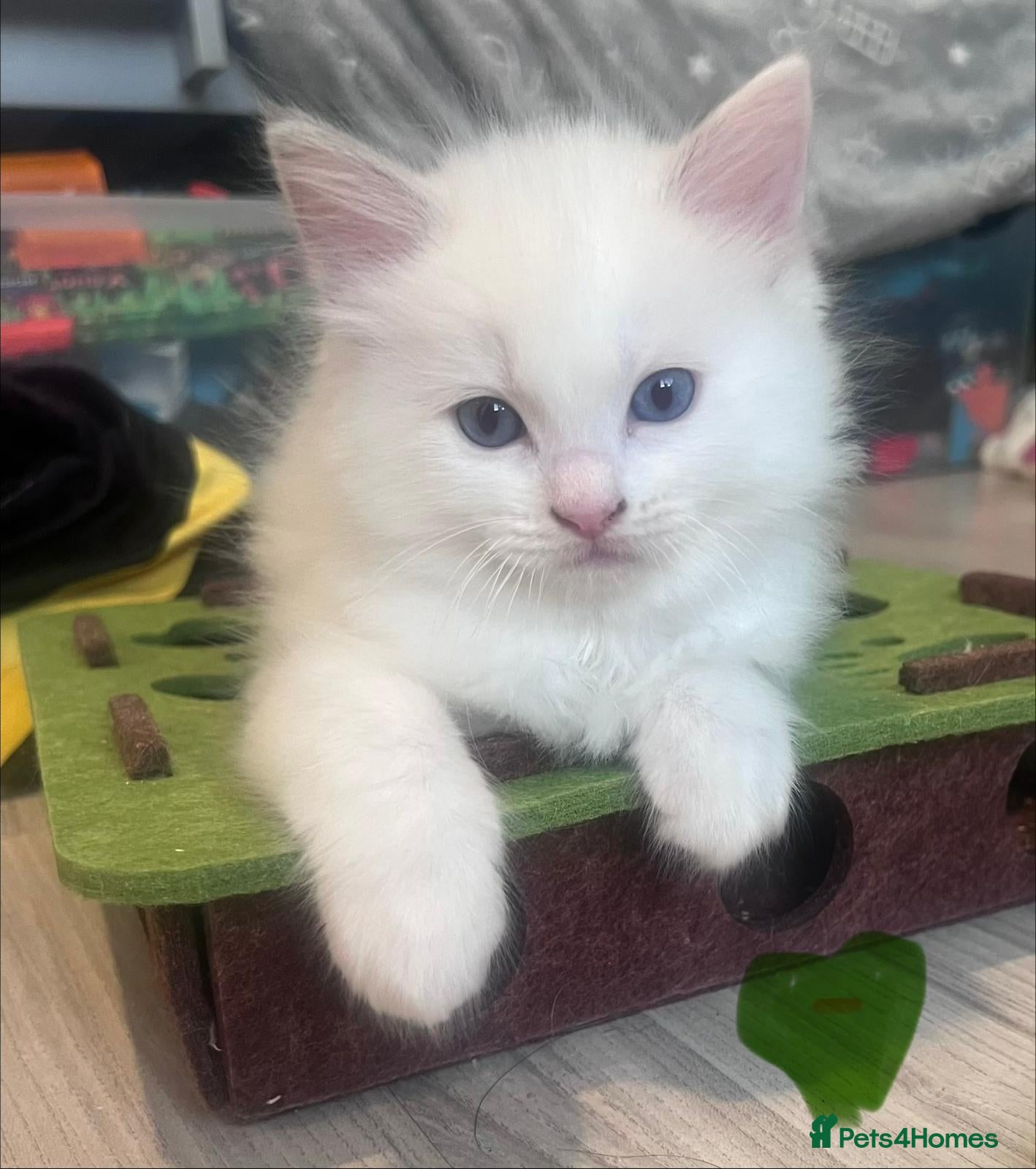 Ragdoll cats Gorgeous Ragdoll kittens for sale - Advert 2