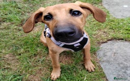 Mixed Breed dogs for adoption: Olive (Hound/Shepherd mix) - Image 8