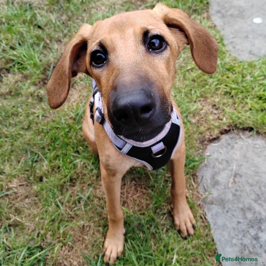 Mixed Breed dogs for adoption: Olive (Hound/Shepherd mix) - Image 8