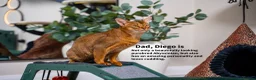Abyssinian cats for sale: Basilio-Silver Abyssinian- Cutest & Ready NOW! - Advert 19