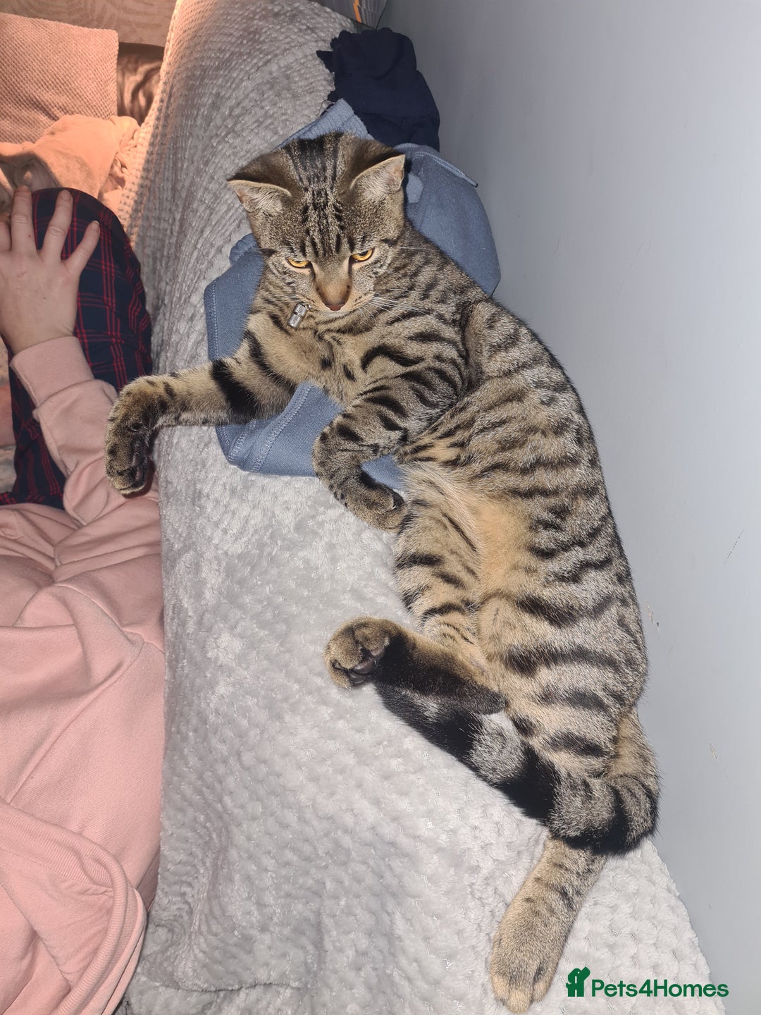 Bengal cats for sale: Walter, free to a good home  - Advert 10