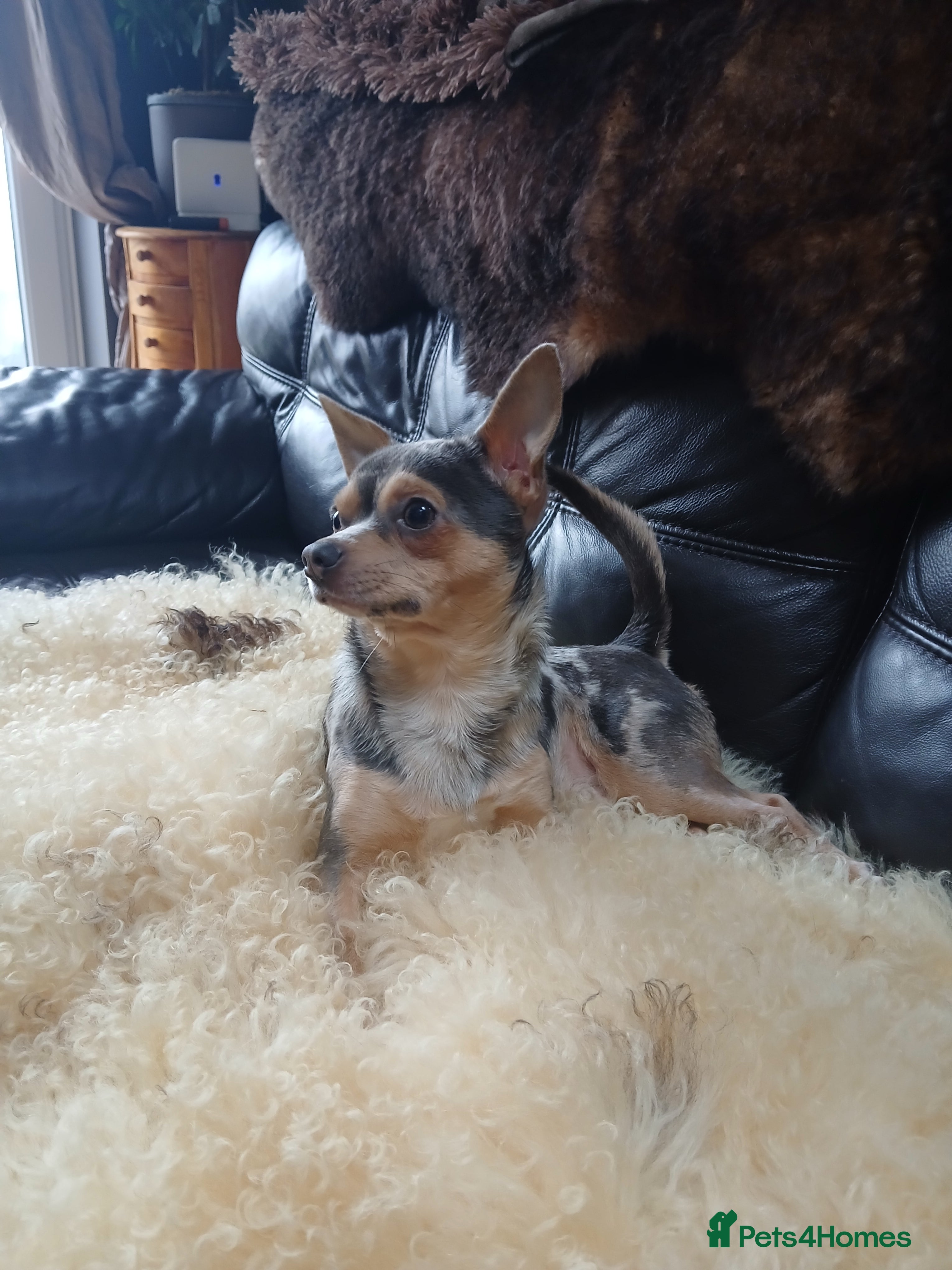 Chihuahua dogs FOR STUD - Advert 3