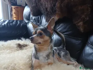 Chihuahua dogs FOR STUD - Advert 3